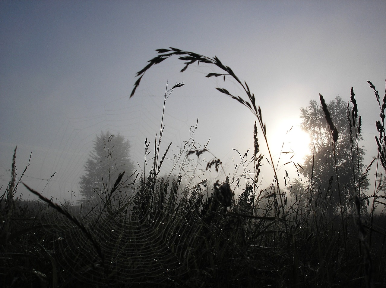 Image - grass fog morning spider web