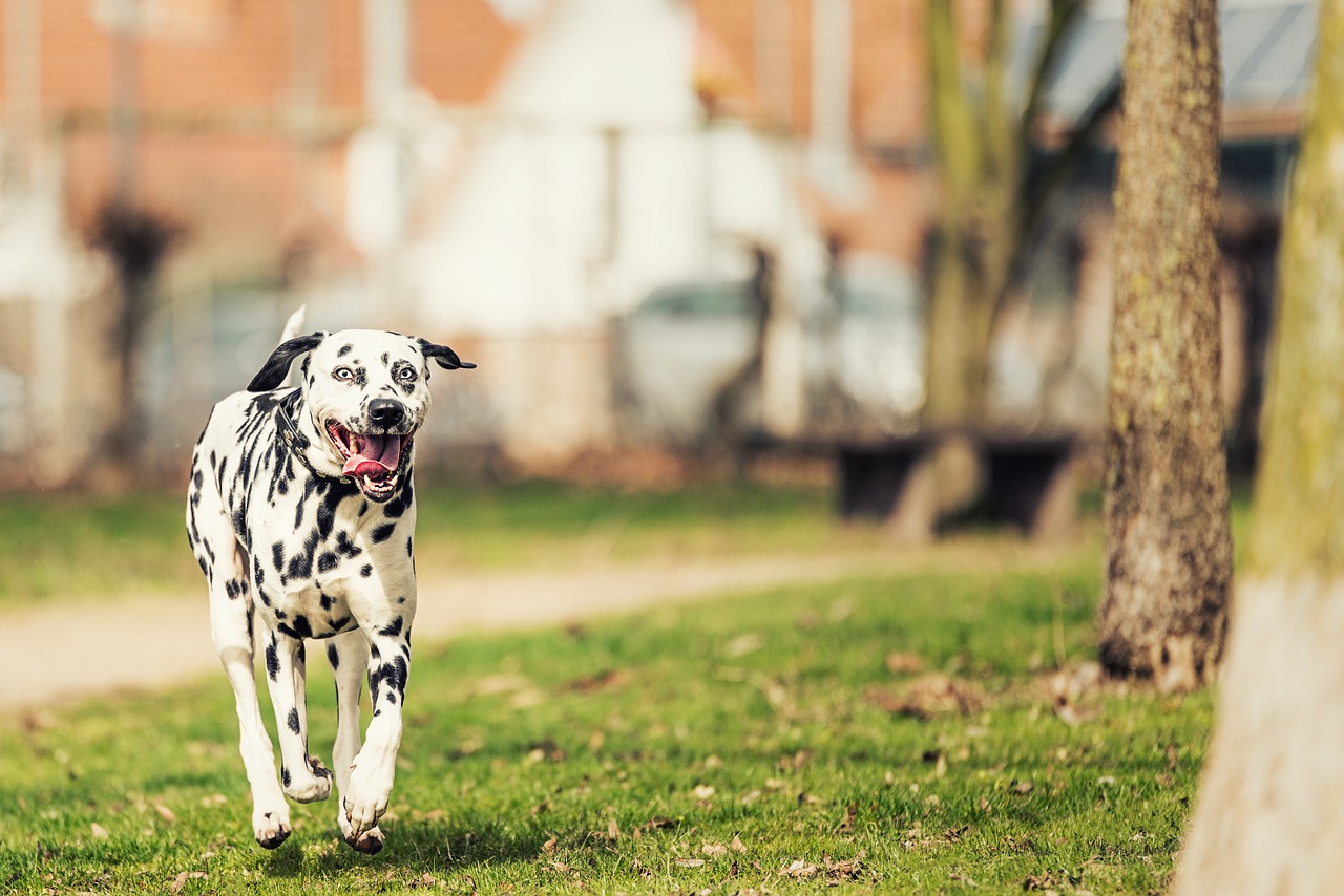 Image - dalmatians dog stains fur