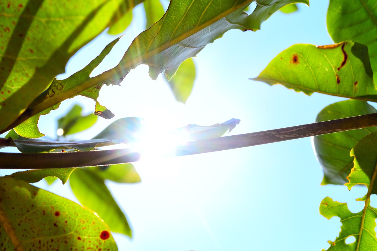 Image - tree sunlight forest nature sun