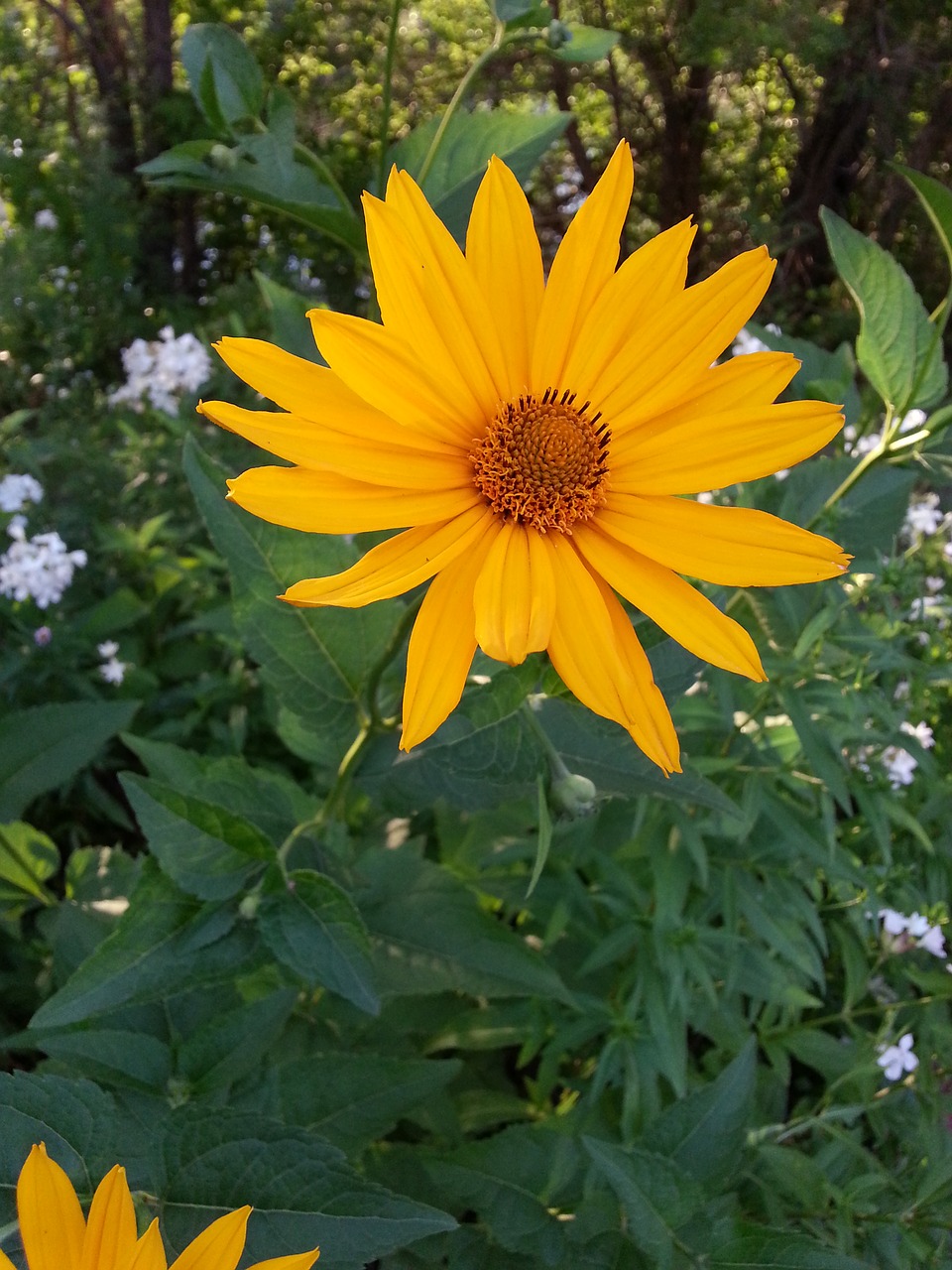 Image - flower sunny petals stamens yellow