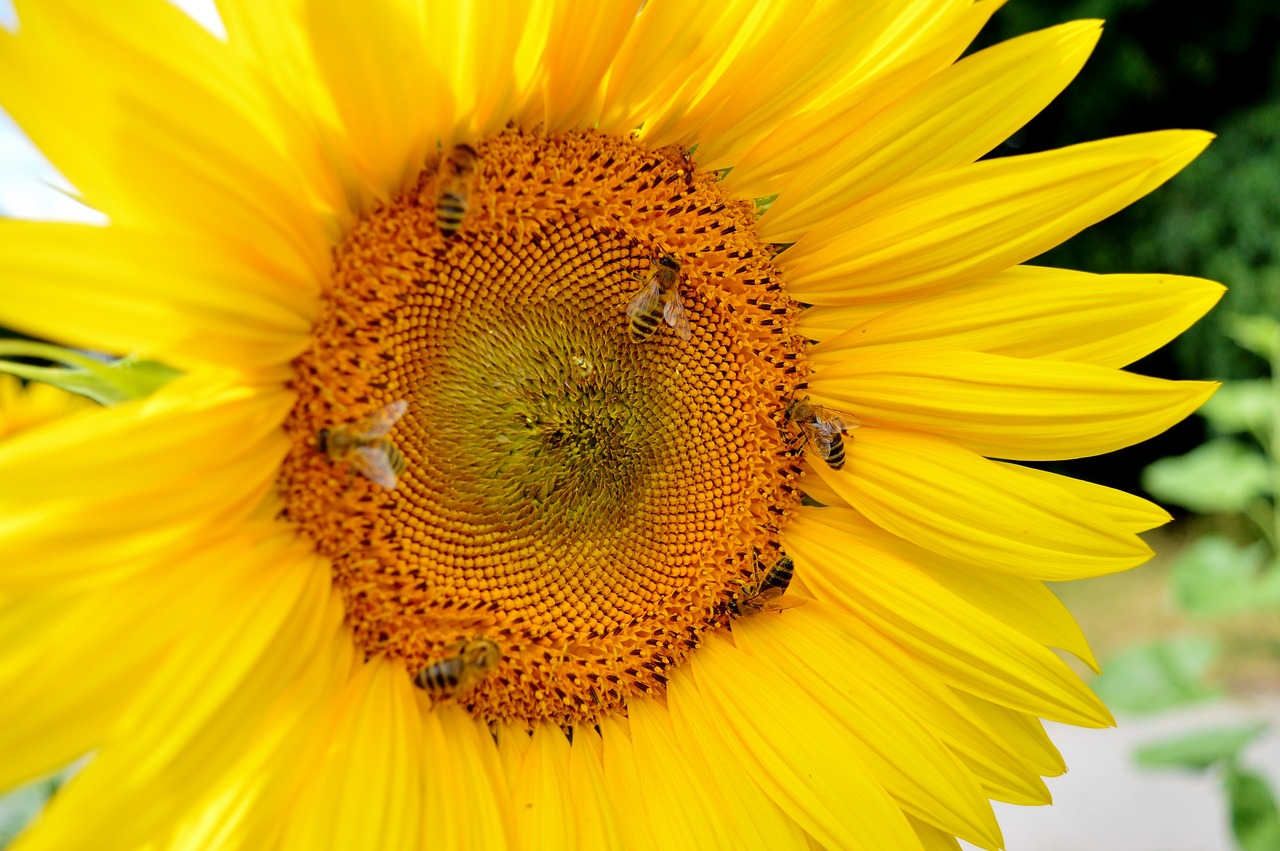 Image - sun flower flower bees pollen