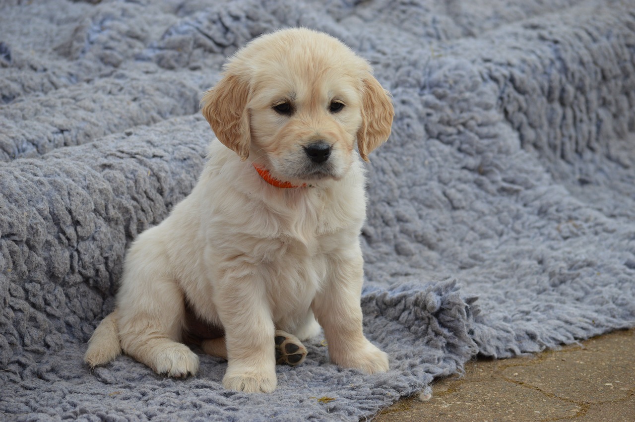 Image - dog golden retriever puppy