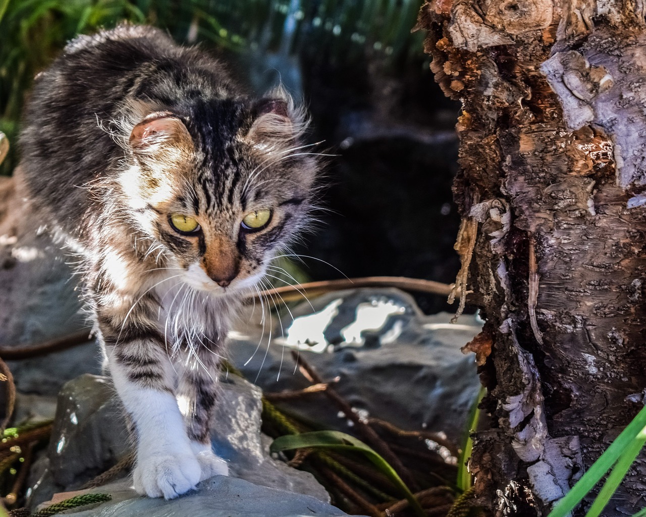 Image - cat stray eyes looking homeless