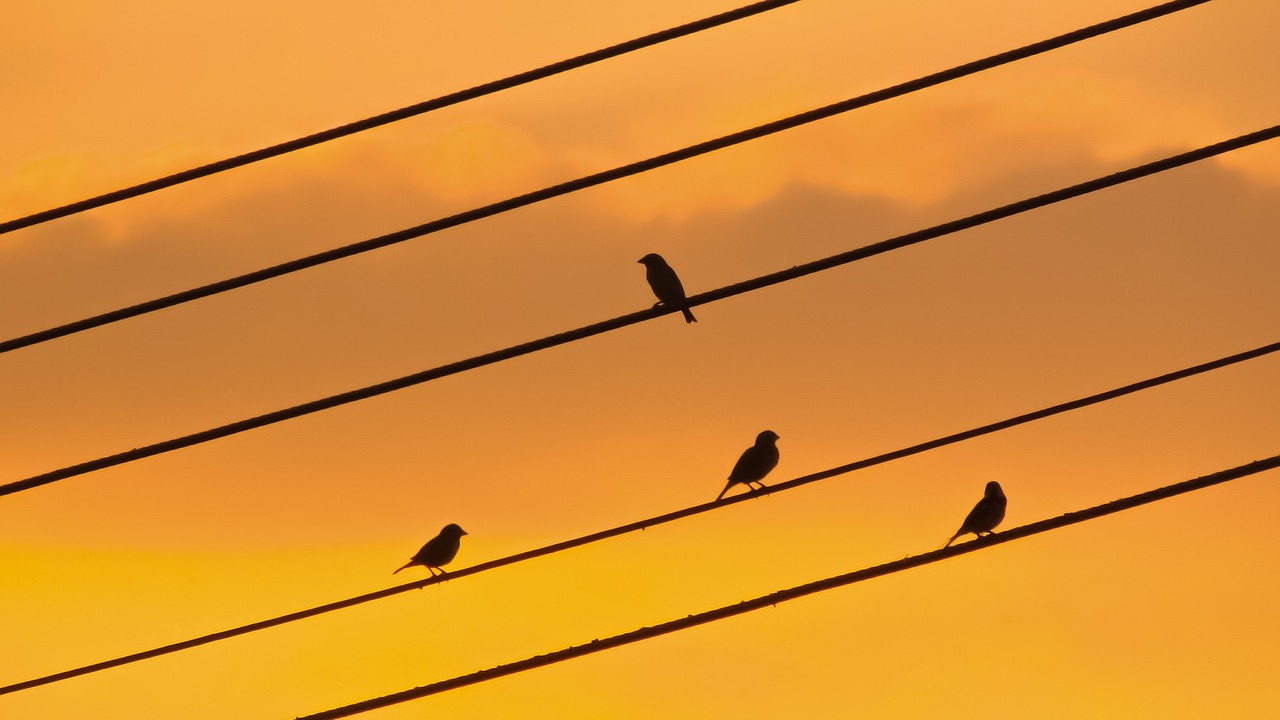 Image - birds wire sunset sky colors dusk