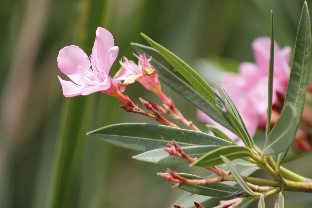 Image - flower rosa flower color pink