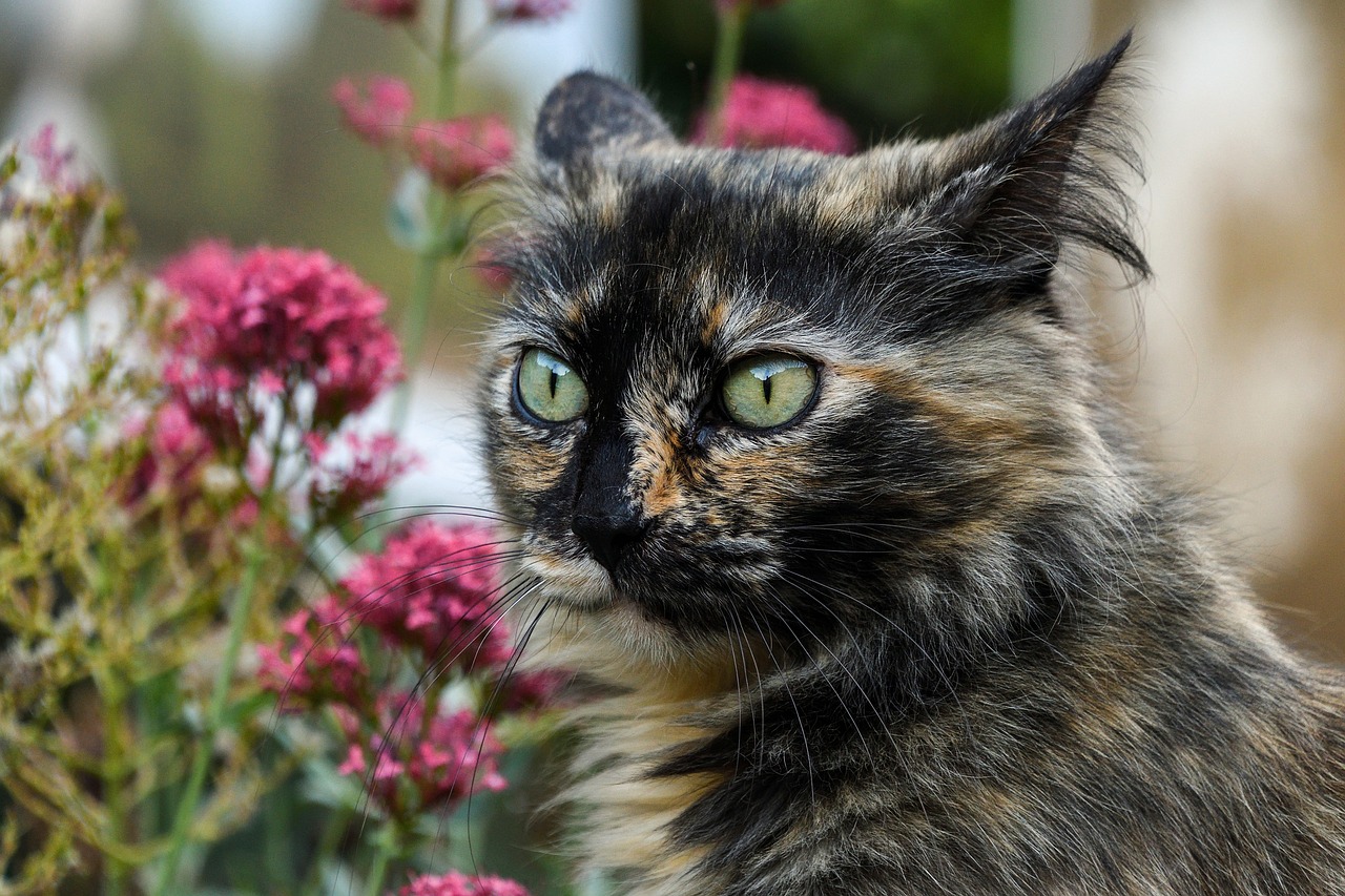 Image - cat head eyes look flower eye