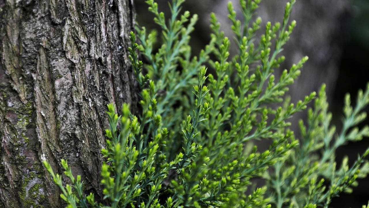 Image - iglak bush coniferous pine closeup