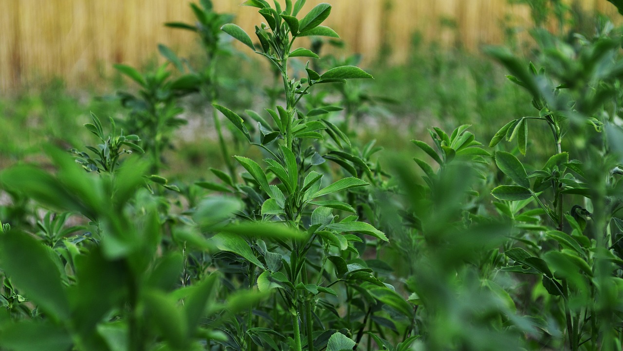 Image - clover lucerne green nature plant