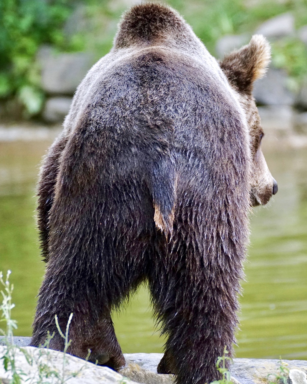 Image - brown bear young bear forest nature