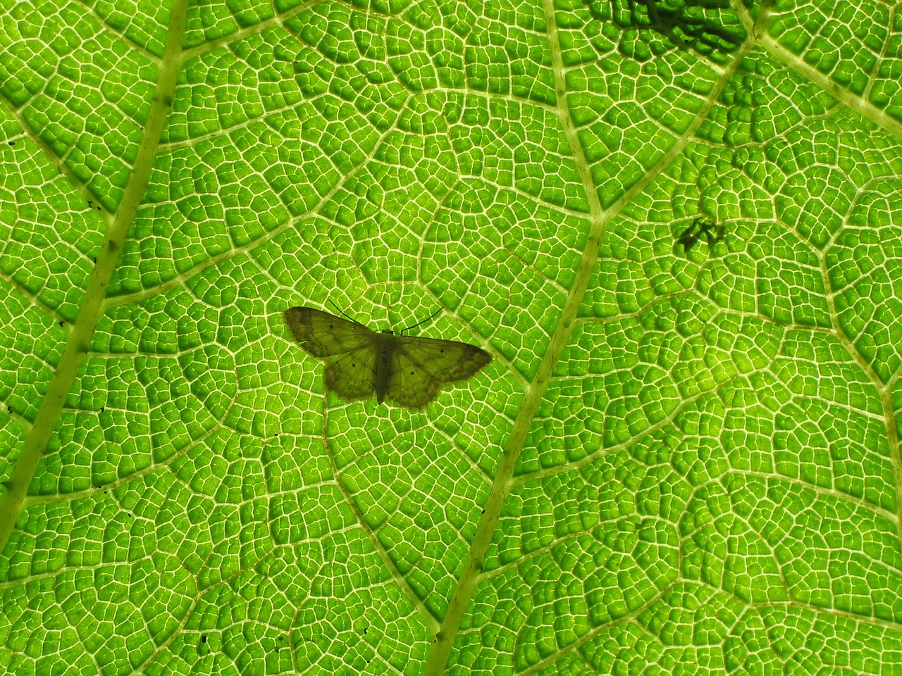 Image - butterfly green leaf back light