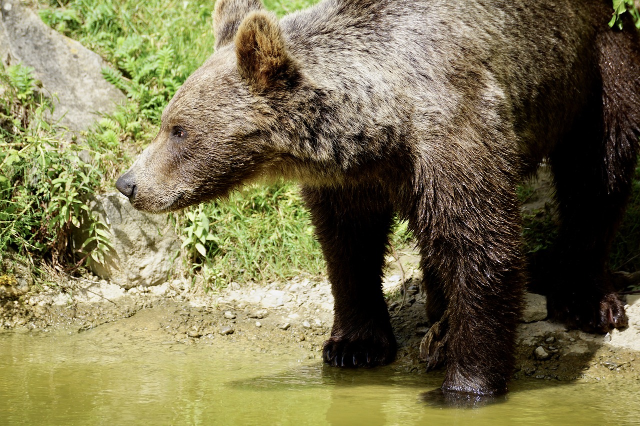 Image - brown bear young animal bear animal