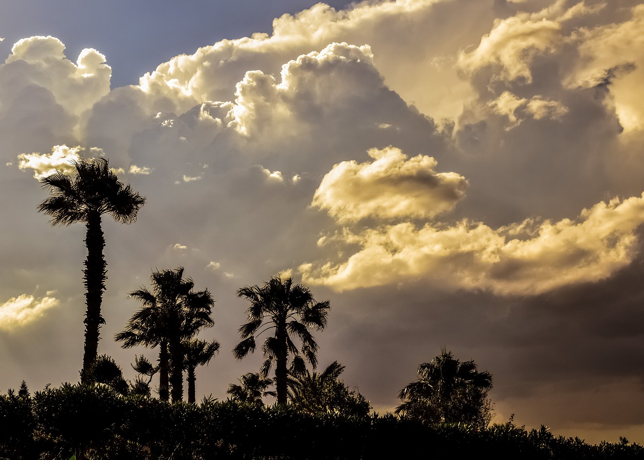 Image - palm trees sky clouds dramatic