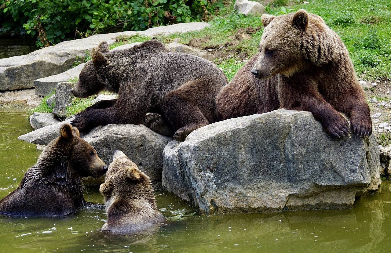 Image - brown bears young animals dam bear