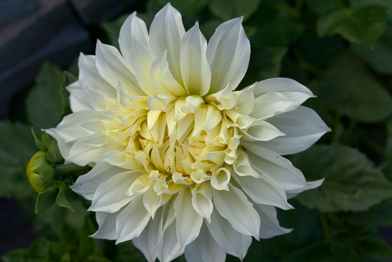 Image - dahlia blossom bloom weis close