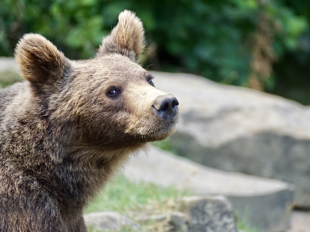 Image - brown bear young animal bear animal