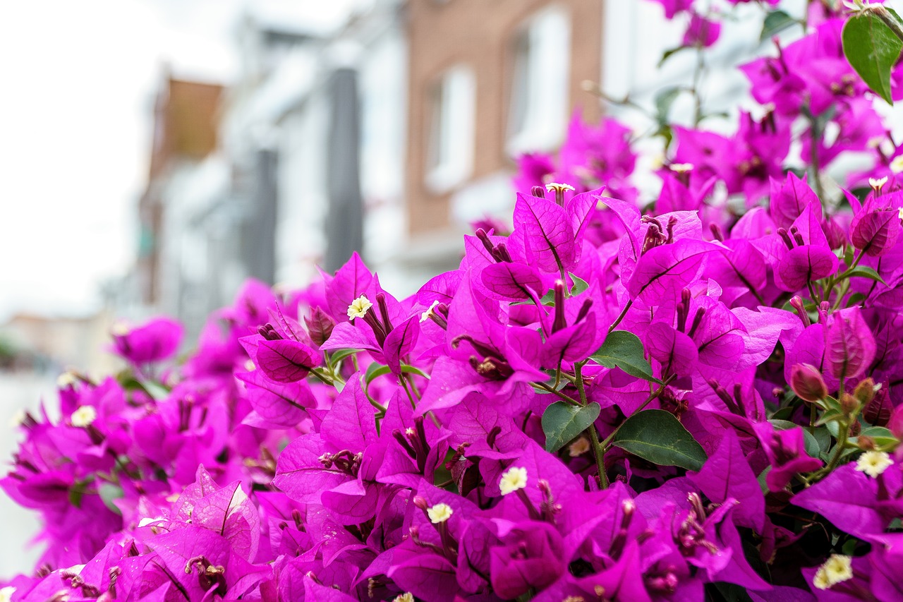 Image - travemünde flowers pink blossom