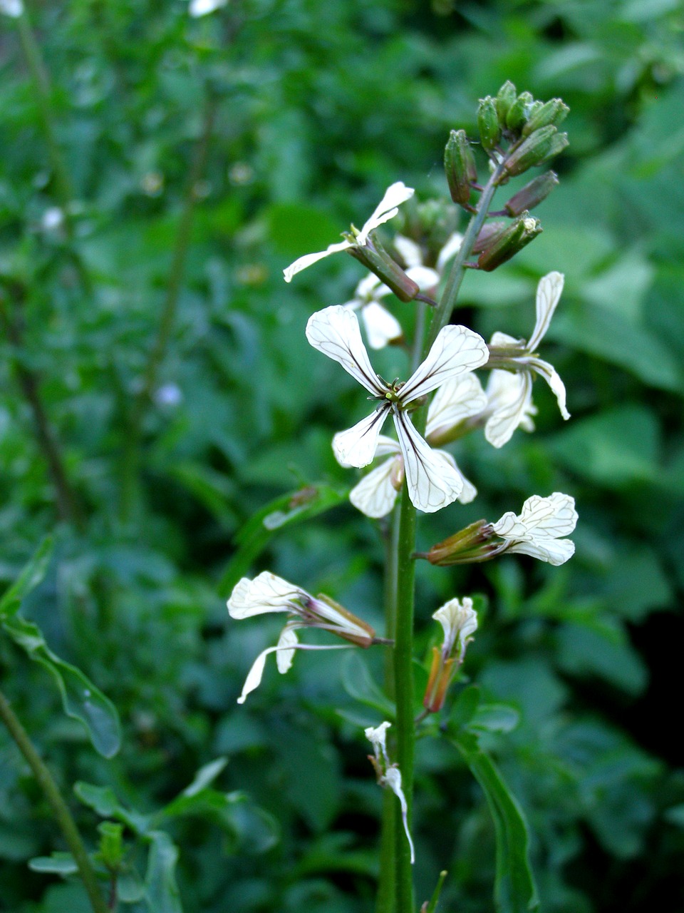 Image - arugula flower plant green nature