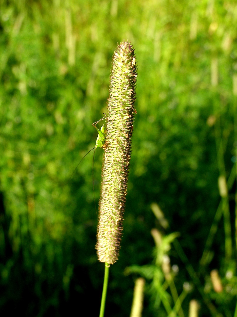 Image - grass insect macro plant