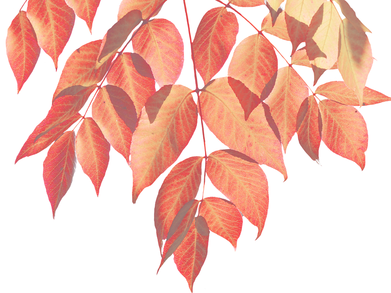 Image - autumn leaves nature leaf