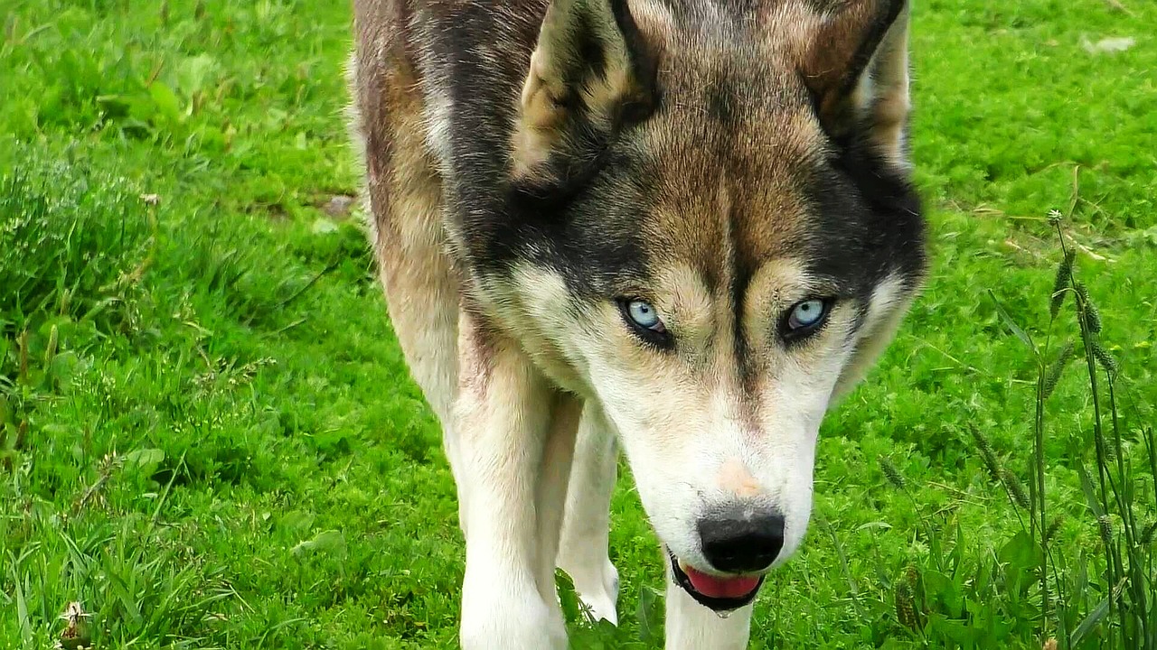 Image - husky wolf dog wild animal grim