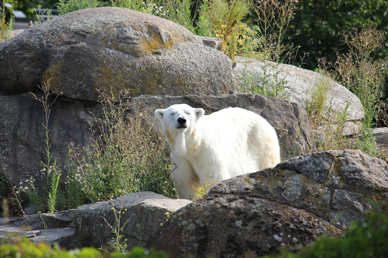 Image - climate change polar bear