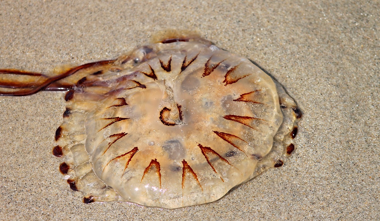 Image - compass jellyfish jellyfish meduse