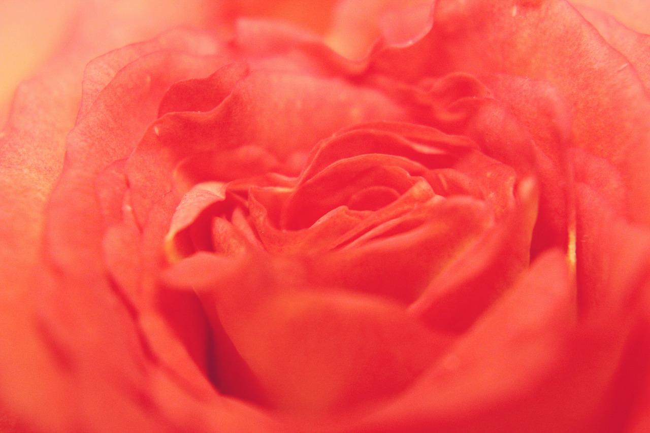 Image - rose flower red orange nature