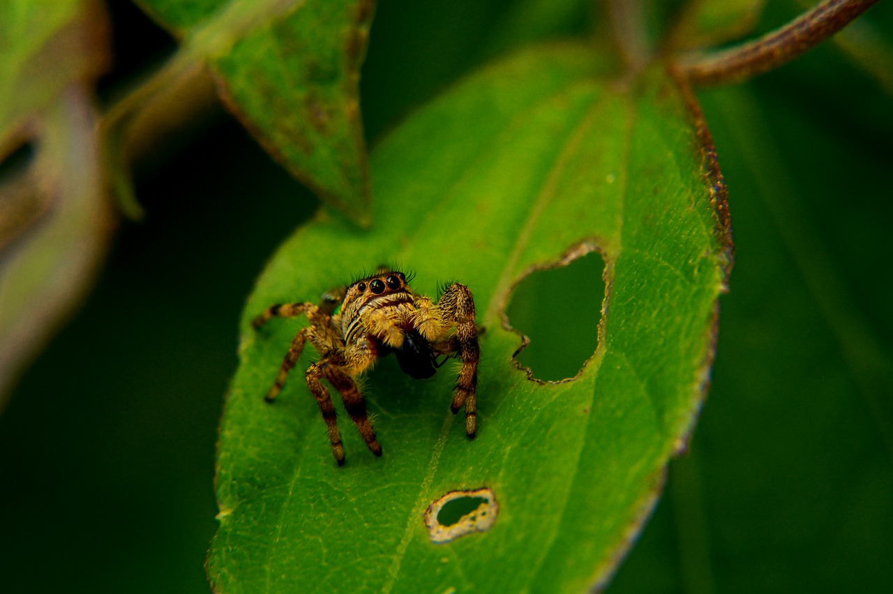 Image - wild life spider leaper el salvador