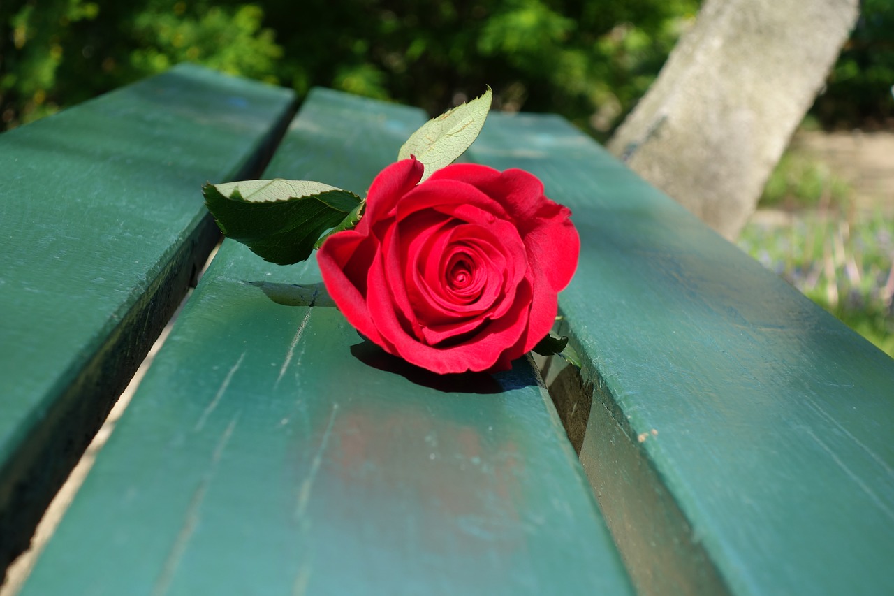 Image - red rose green bench romantic