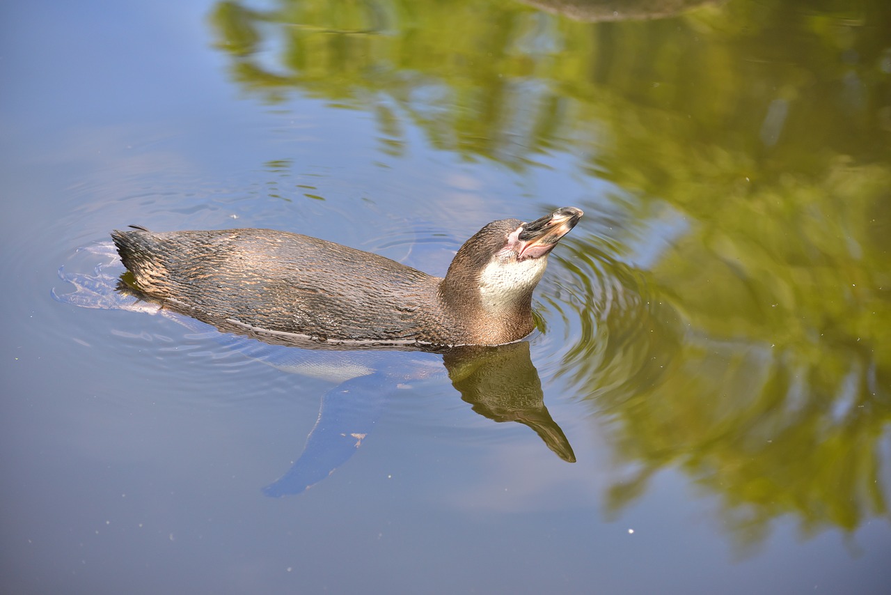 Image - penguin water bird swim bill water