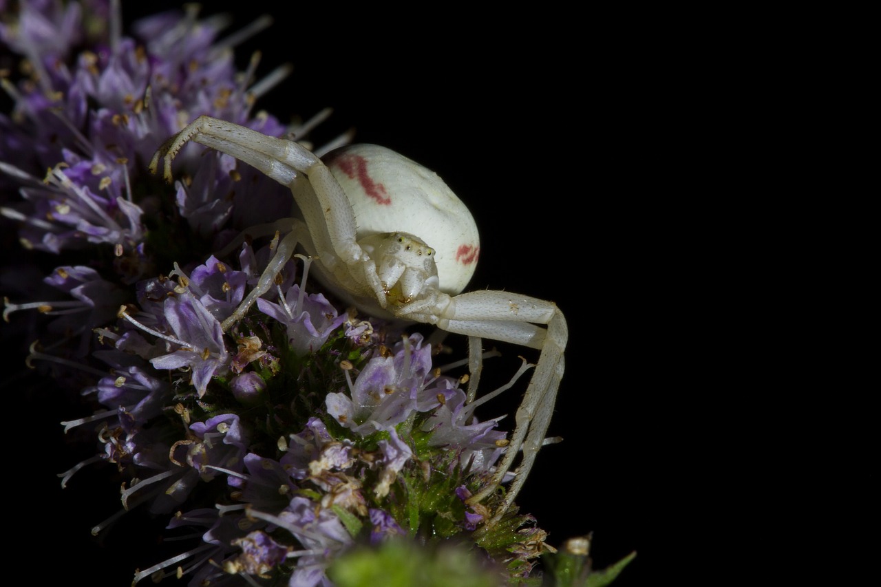 Image - goldenrod crab spider misumena vatia