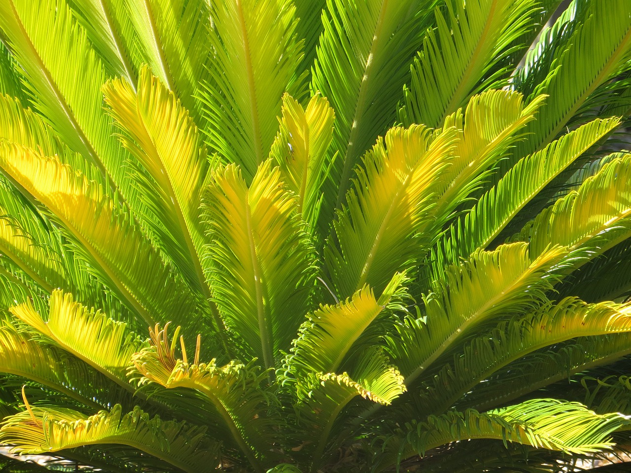 Image - palm plant desert jungle leaf