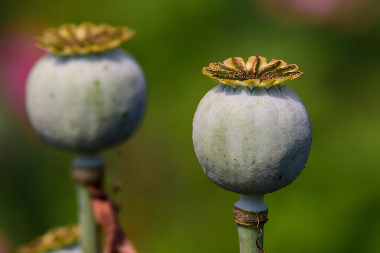 Image - poppy capsules poppy seed capsules