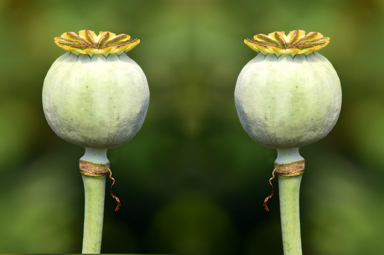 Image - poppy capsules green green capsules