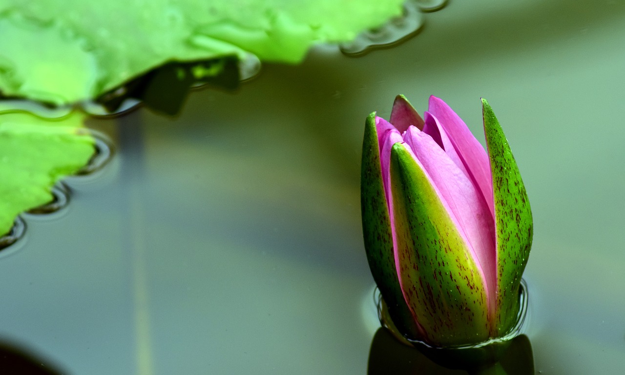 Image - water lily nuphar lutea