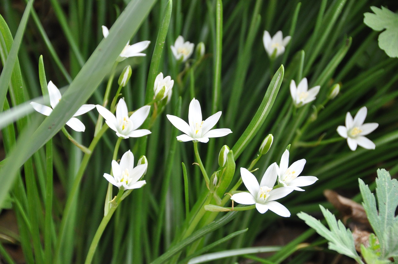 Image - flowers star of bethlehem christ