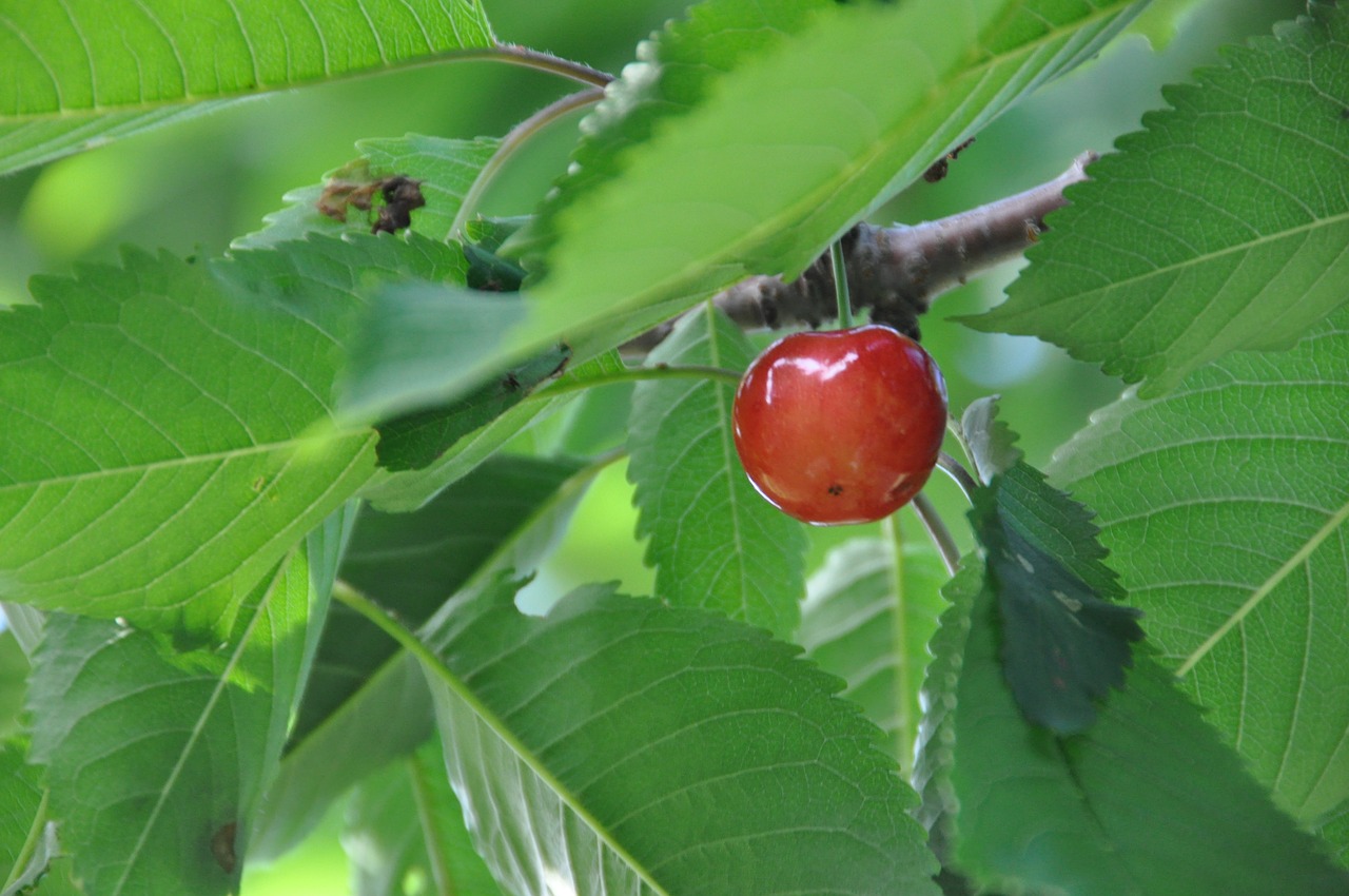 Image - and cherries sato nishiki summer