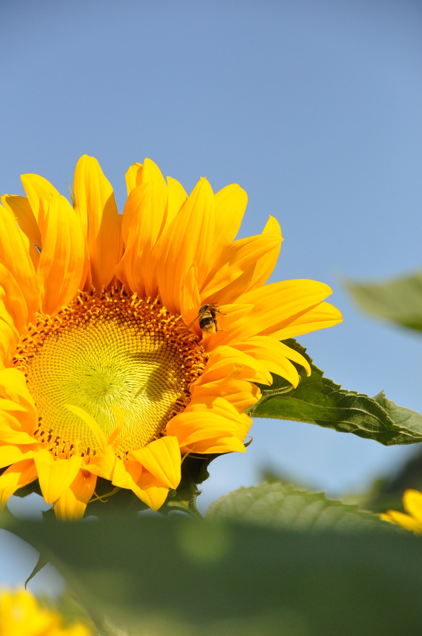 Image - sunflower summer honeybee