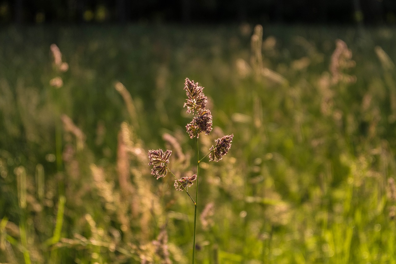 Image - macro beautiful grass sun stroll