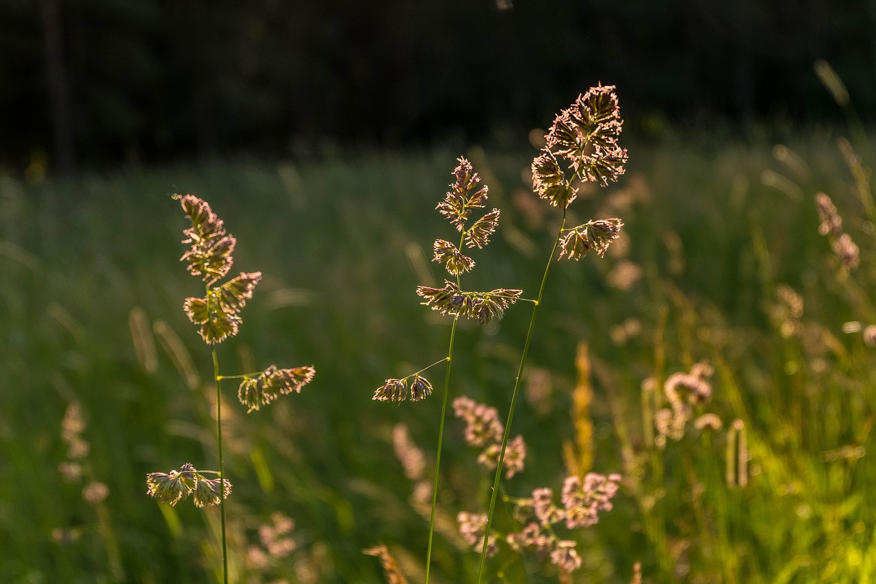 Image - macro beautiful grass sun stroll