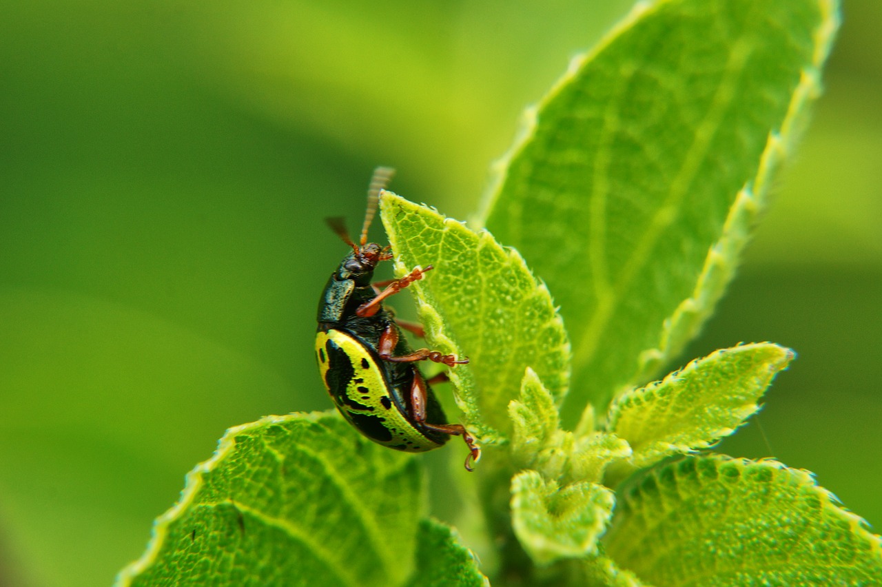 Image - insects leaves nature wild life