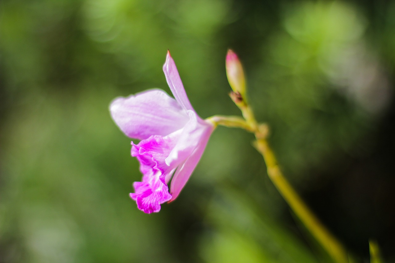 Image - flower rosa plant flower color pink