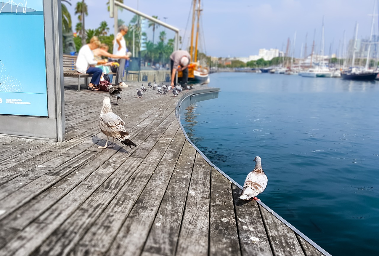 Image - barcelona bird seagull pigeon