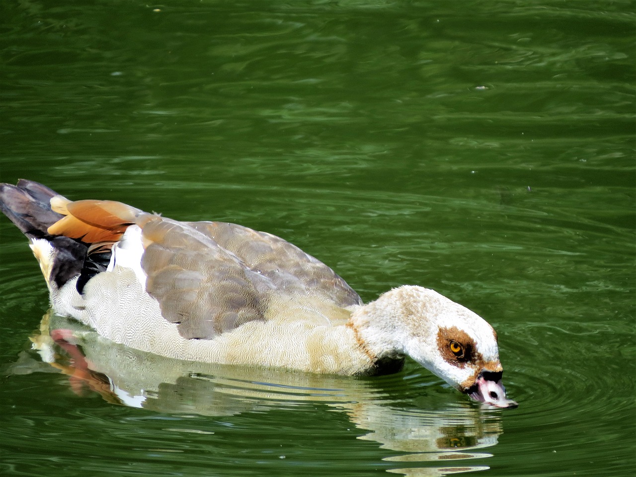 Image - waterfowl colorful water wildlife