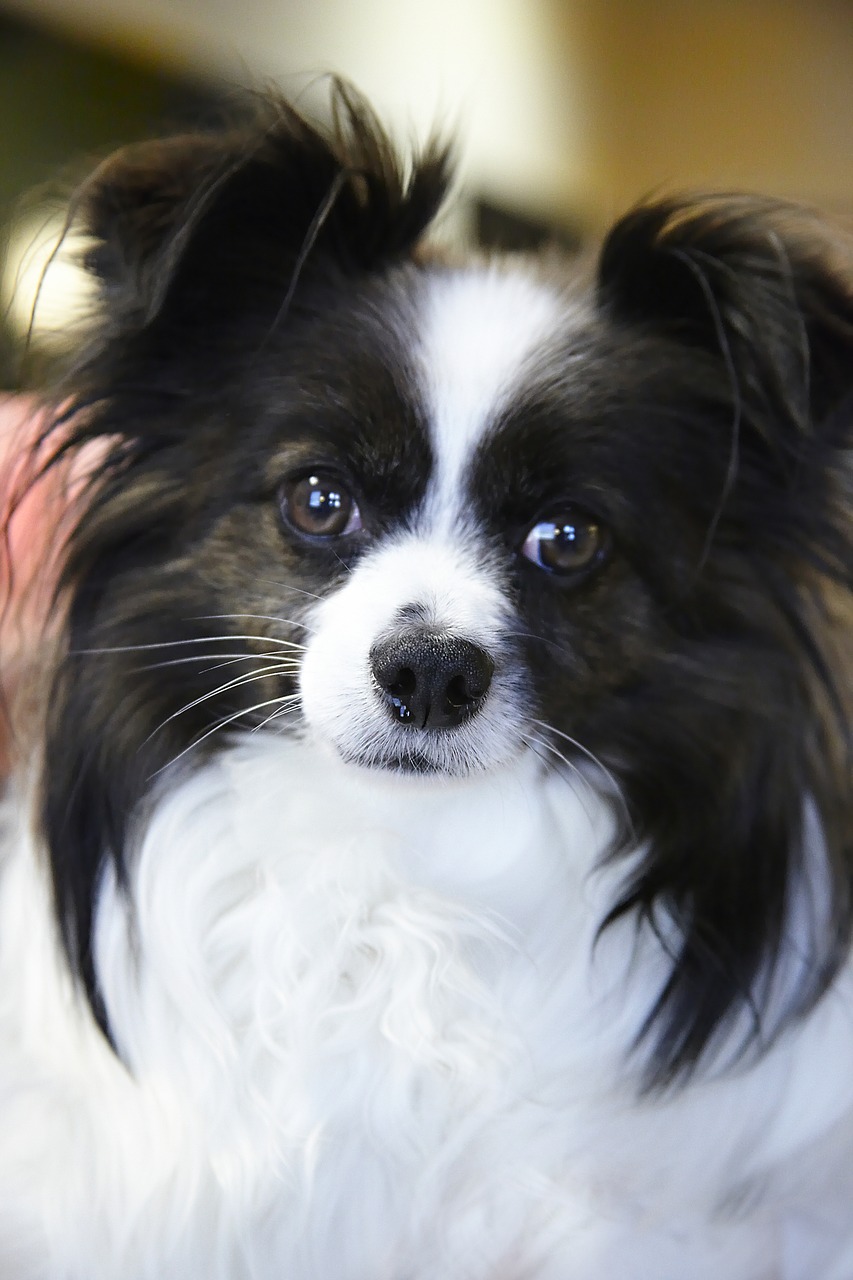 Image - dog papillon pet animal canine