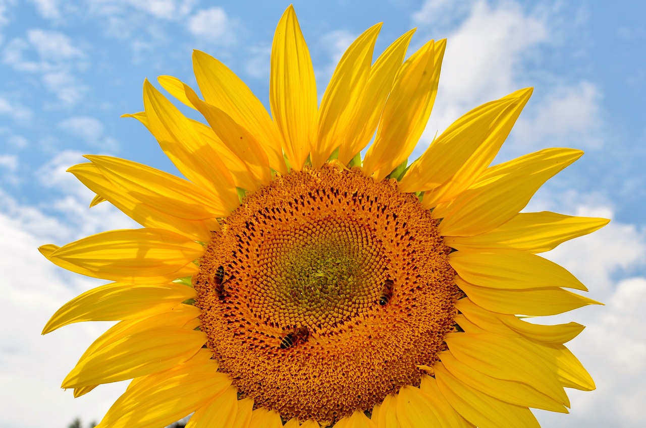 Image - sun flower flower bees pollen