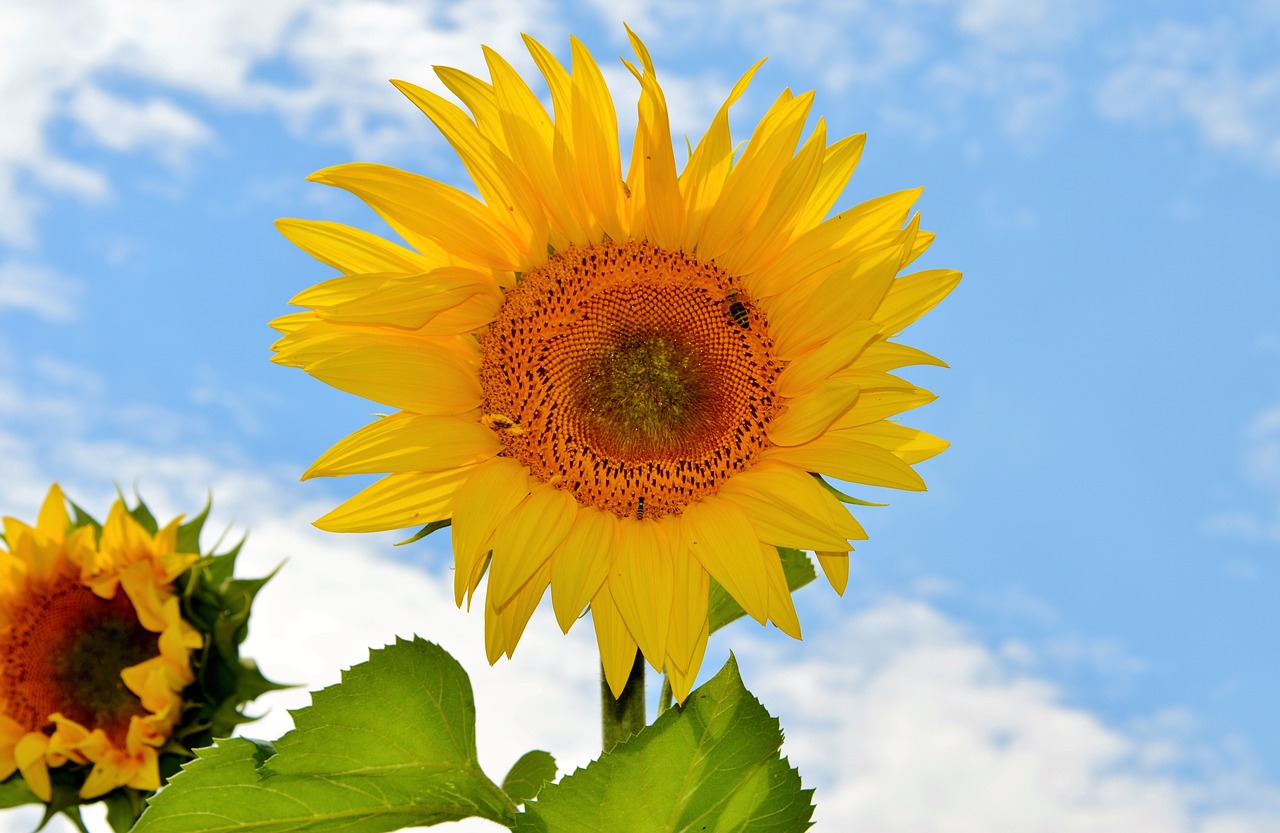 Image - sun flower flower bees pollen