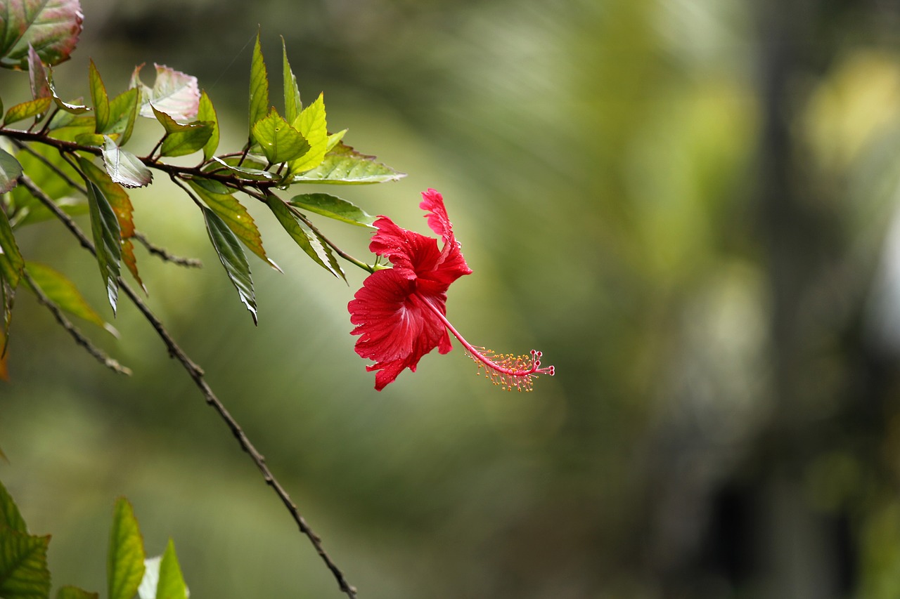 Image - hibiscus hibiscus rosasinensis