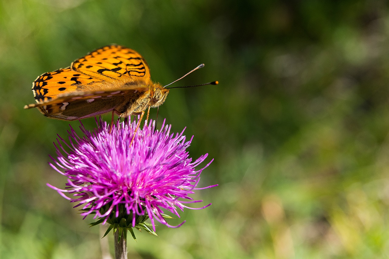 Image - butterfly flower blossom bloom