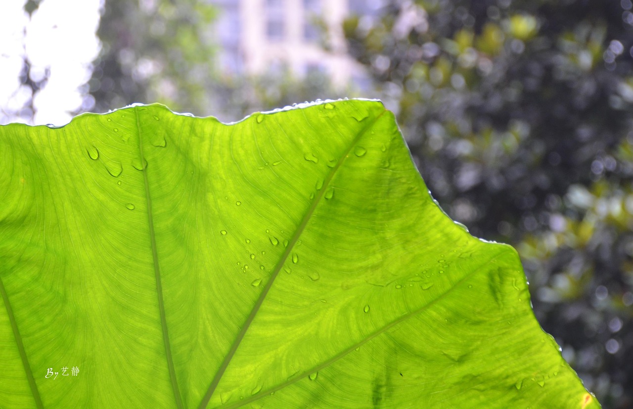 Image - water droplets leaf light